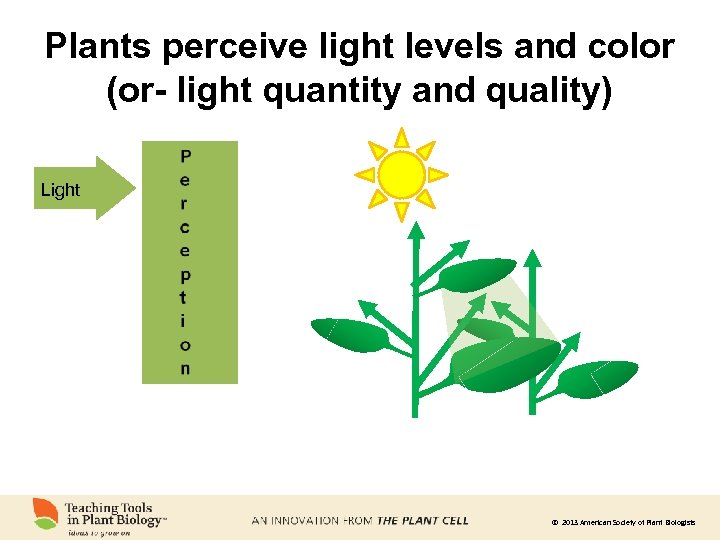Plants perceive light levels and color (or- light quantity and quality) Light © 2013