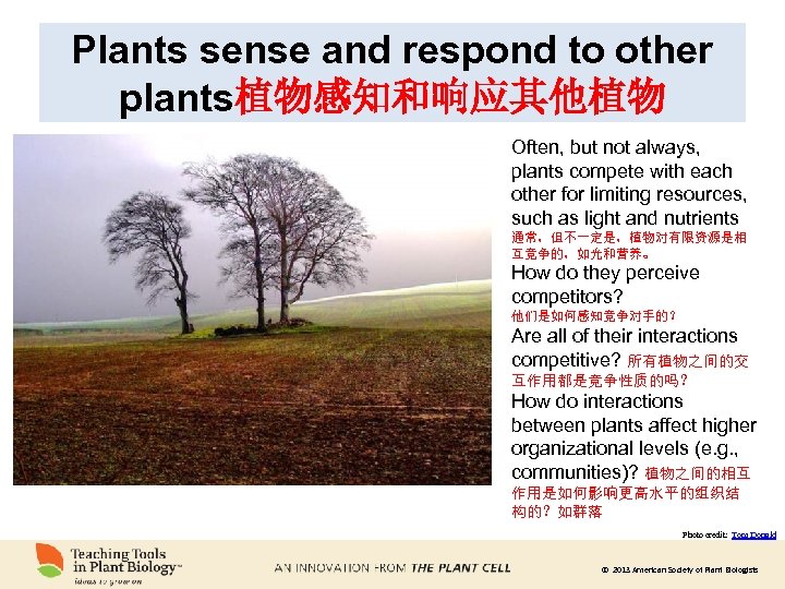 Plants sense and respond to other plants植物感知和响应其他植物 Often, but not always, plants compete with