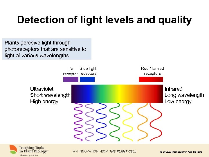 Detection of light levels and quality Plants perceive light through photoreceptors that are sensitive
