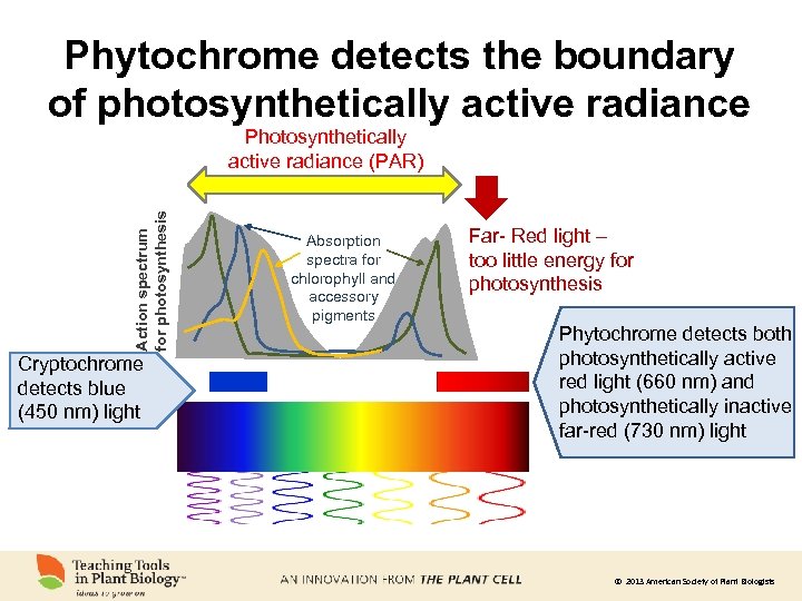 Phytochrome detects the boundary of photosynthetically active radiance Action spectrum for photosynthesis Photosynthetically active