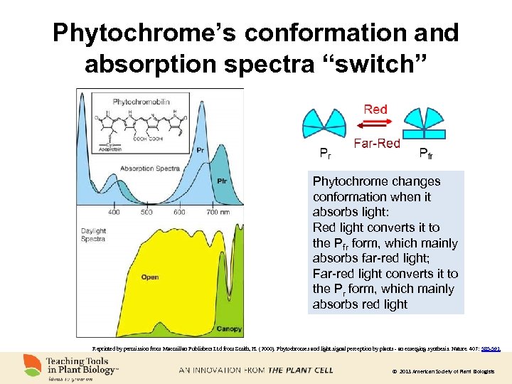 Phytochrome’s conformation and absorption spectra “switch” Phytochrome changes conformation when it absorbs light: Red