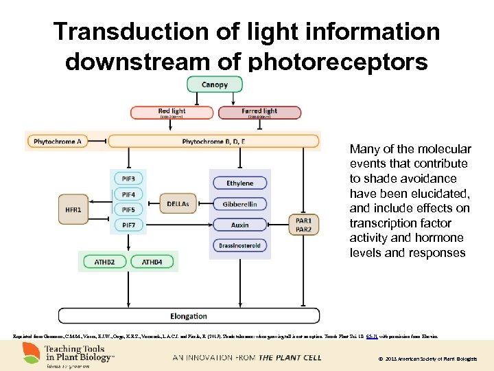 Transduction of light information downstream of photoreceptors Many of the molecular events that contribute