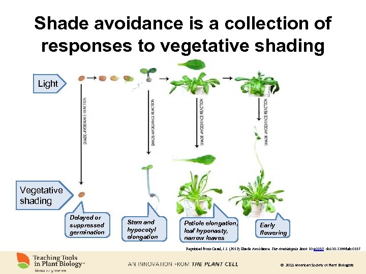 Shade avoidance is a collection of responses to vegetative shading Light Vegetative shading Delayed