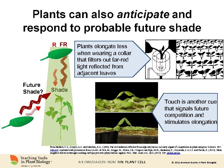 R FR Future Shade? Plants elongate less when wearing a collar that filters out