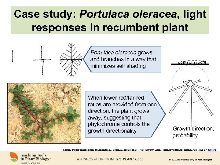 Case study: Portulaca oleracea, light responses in recumbent plant Portulaca oleracea grows and branches