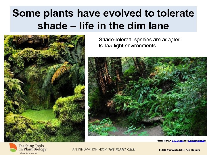 Some plants have evolved to tolerate shade – life in the dim lane Shade-tolerant