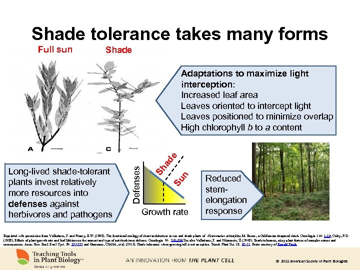 Shade tolerance takes many forms Full sun Shade Su n ad e Sh Long-lived