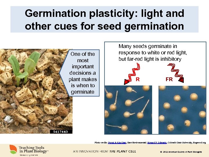 Germination plasticity: light and other cues for seed germination One of the most important