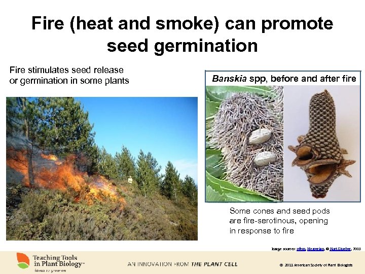 Fire (heat and smoke) can promote seed germination Fire stimulates seed release or germination