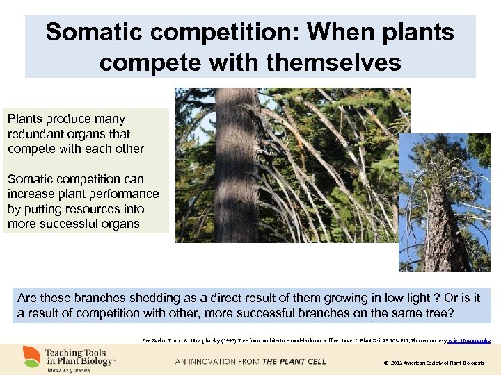 Somatic competition: When plants compete with themselves Plants produce many redundant organs that compete