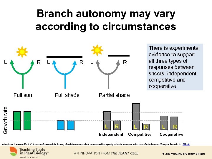 Branch autonomy may vary according to circumstances L R Growth rate Full sun L
