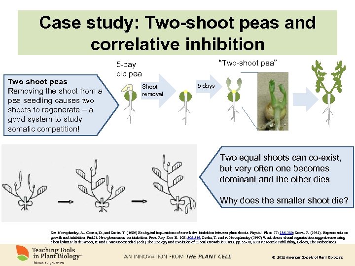 Case study: Two-shoot peas and correlative inhibition Two shoot peas Removing the shoot from