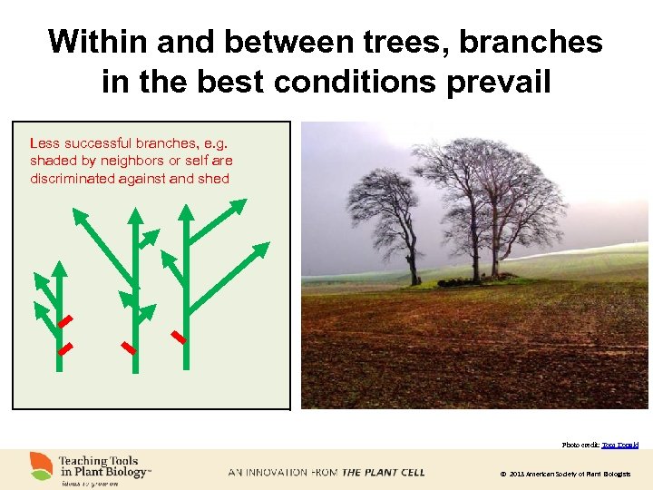 Within and between trees, branches in the best conditions prevail Less successful branches, e.