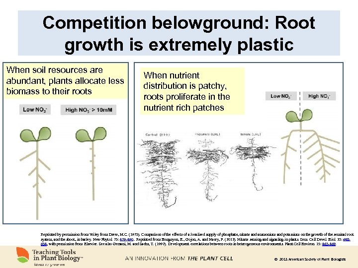 Competition belowground: Root growth is extremely plastic When soil resources are abundant, plants allocate