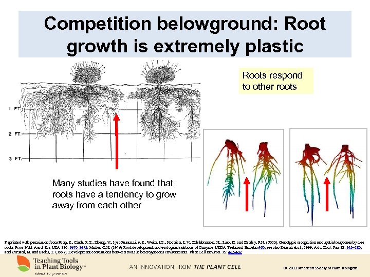 Competition belowground: Root growth is extremely plastic Roots respond to other roots Many studies
