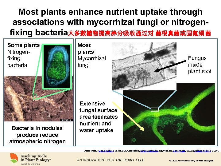 Most plants enhance nutrient uptake through associations with mycorrhizal fungi or nitrogenfixing bacteria大多数植物提高养分吸收通过对 菌根真菌或固氮细