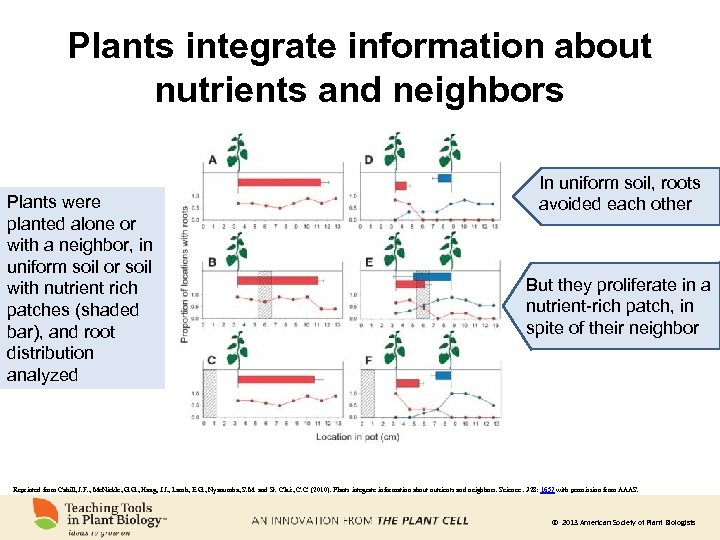 Plants integrate information about nutrients and neighbors Plants were planted alone or with a