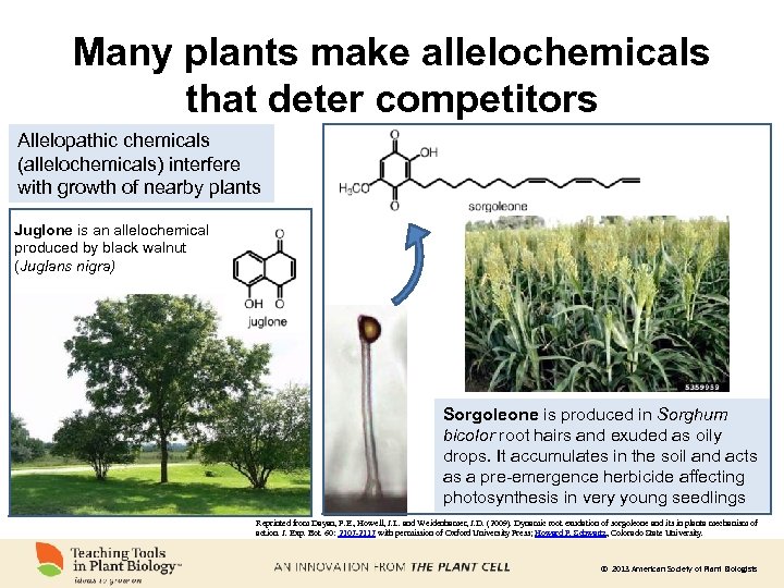 Many plants make allelochemicals that deter competitors Allelopathic chemicals (allelochemicals) interfere with growth of