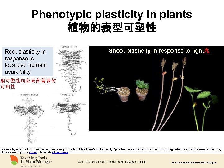 Phenotypic plasticity in plants 植物的表型可塑性 Root plasticity in response to localized nutrient availability Shoot