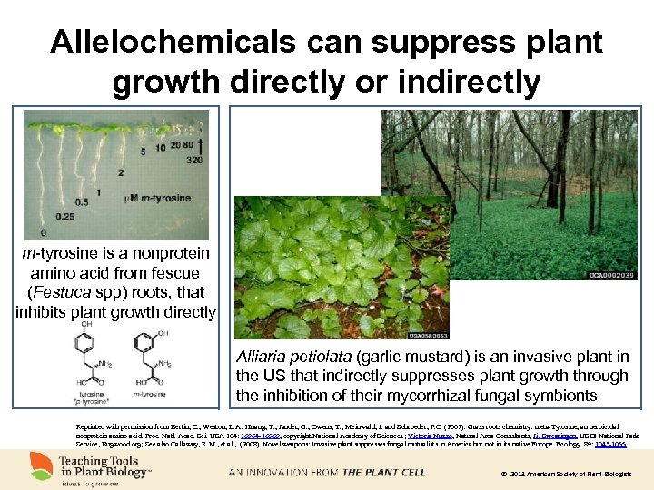 Allelochemicals can suppress plant growth directly or indirectly m-tyrosine is a nonprotein amino acid