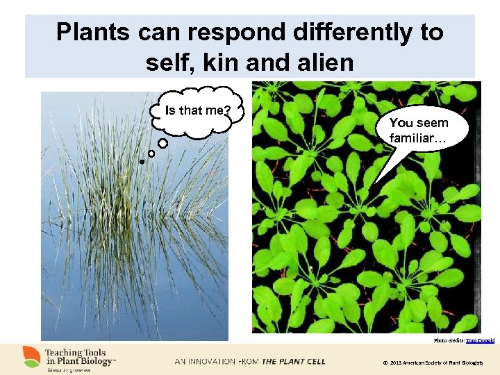 Plants can respond differently to self, kin and alien Is that me? You seem