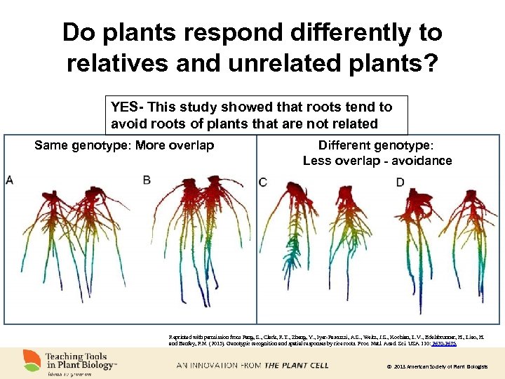 Do plants respond differently to relatives and unrelated plants? YES- This study showed that