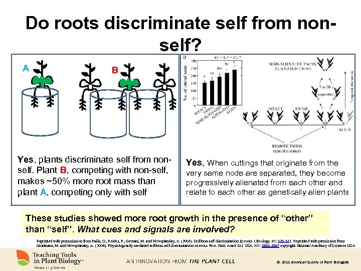 Do roots discriminate self from nonself? A B Yes, plants discriminate self from nonself.