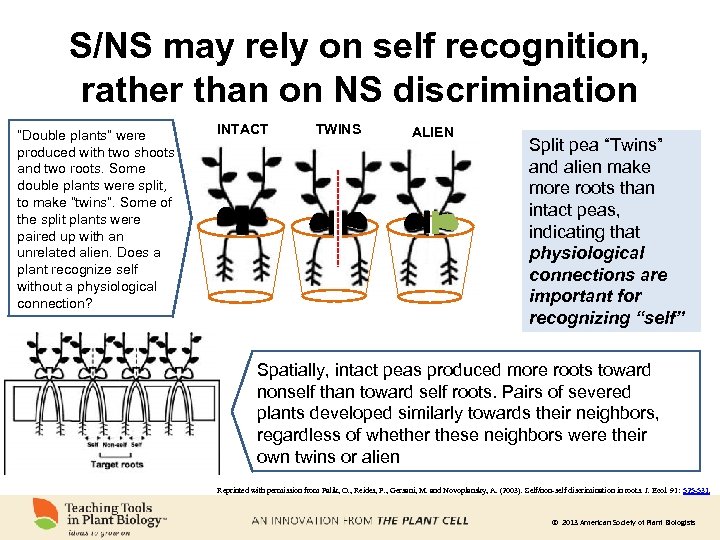 S/NS may rely on self recognition, rather than on NS discrimination “Double plants” were