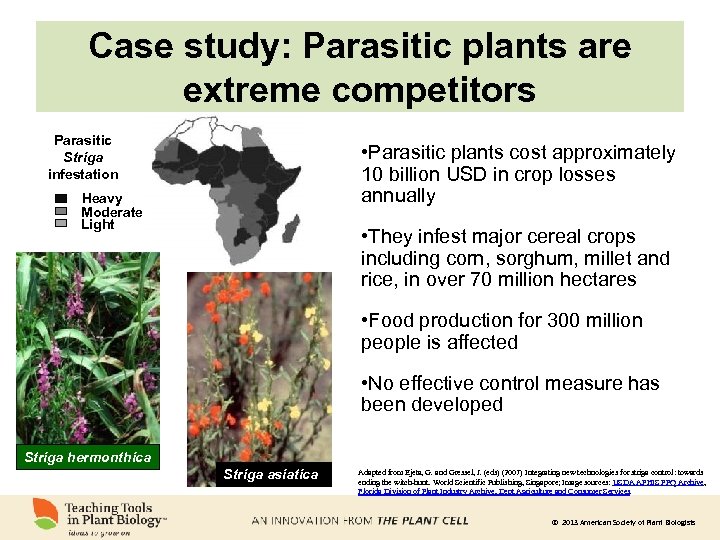 Case study: Parasitic plants are extreme competitors Parasitic Striga infestation • Parasitic plants cost