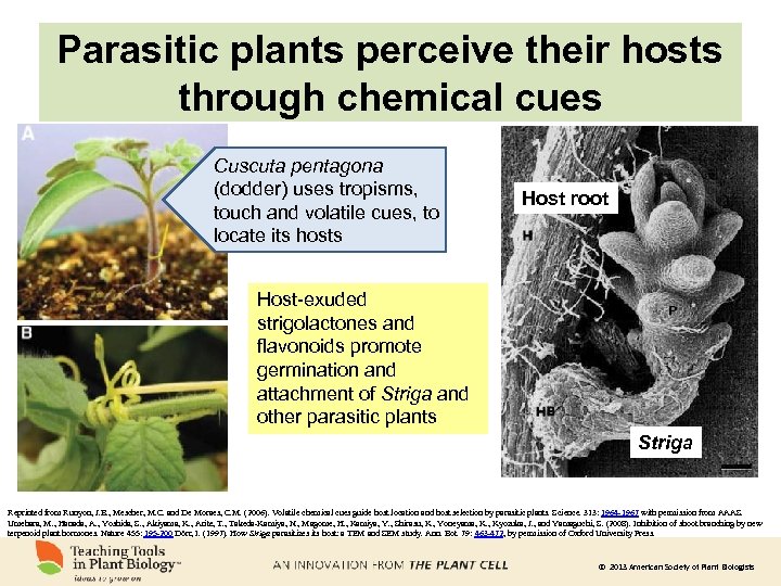 Parasitic plants perceive their hosts through chemical cues Cuscuta pentagona (dodder) uses tropisms, touch