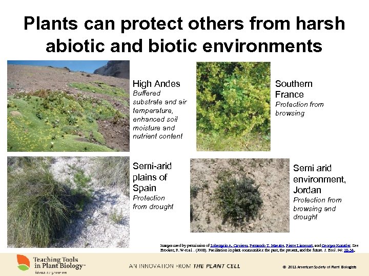 Plants can protect others from harsh abiotic and biotic environments High Andes Buffered substrate
