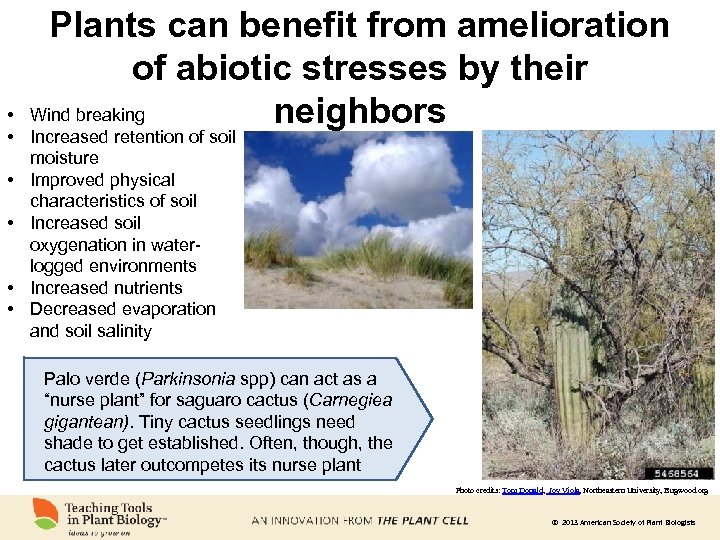 Plants can benefit from amelioration of abiotic stresses by their Wind breaking neighbors •