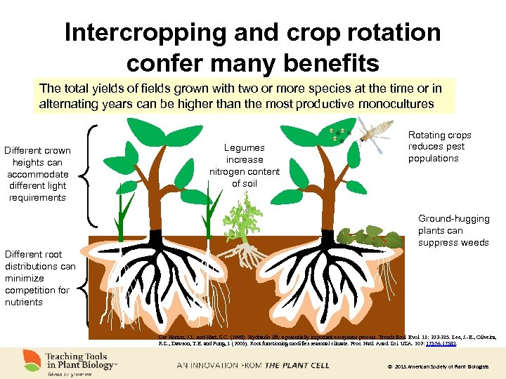 Intercropping and crop rotation confer many benefits The total yields of fields grown with