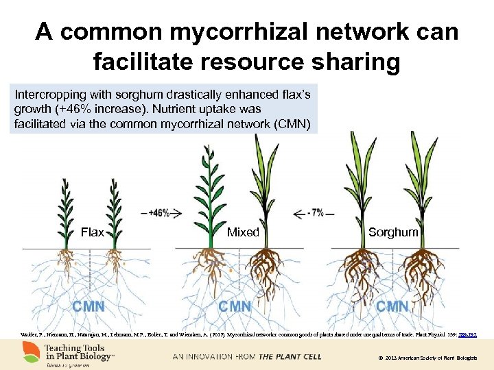 A common mycorrhizal network can facilitate resource sharing Intercropping with sorghum drastically enhanced flax’s