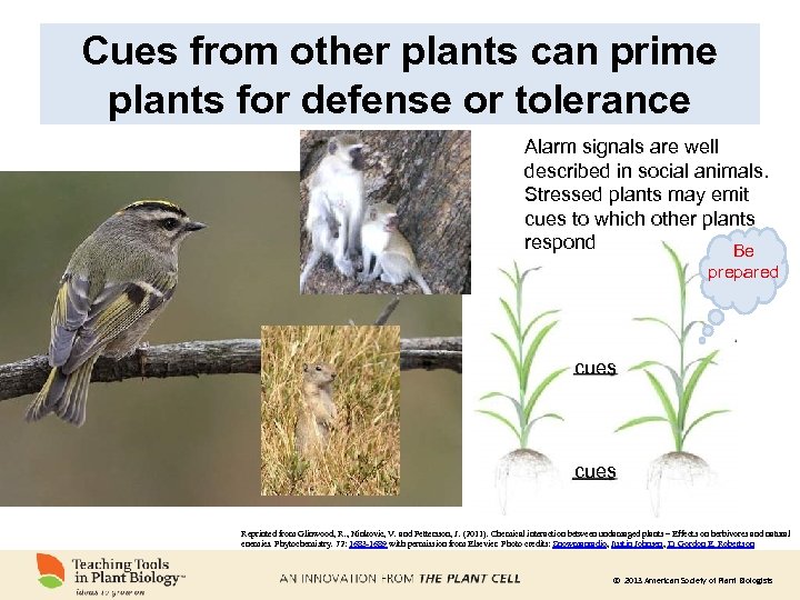 Cues from other plants can prime plants for defense or tolerance Alarm signals are