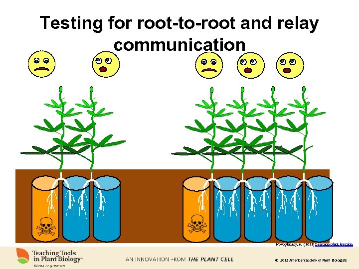 Testing for root-to-root and relay communication Novoplansky, A. (2012) Learning plant learning. © 2013