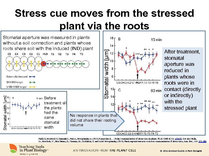 Stress cue moves from the stressed plant via the roots Stomatal aperture was measured