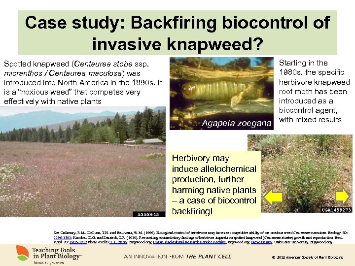 Case study: Backfiring biocontrol of invasive knapweed? Spotted knapweed (Centaurea stobe ssp. micranthos /