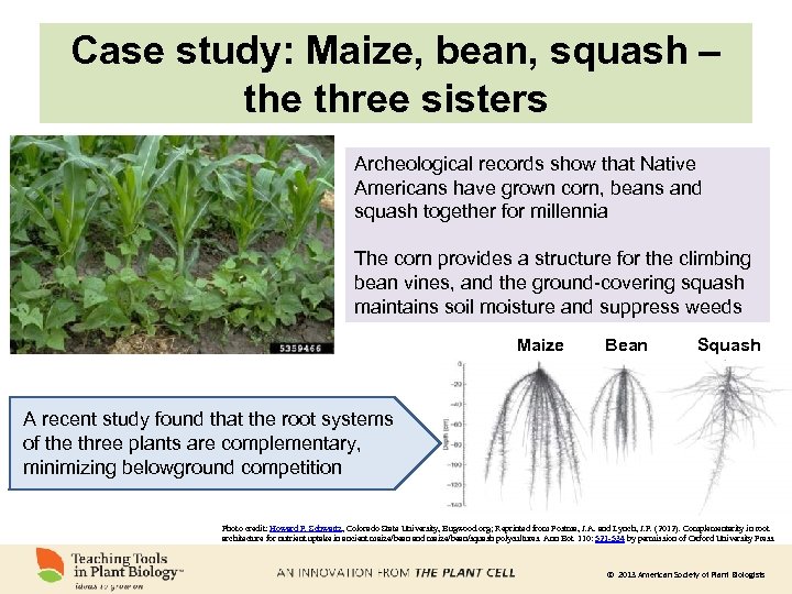 Case study: Maize, bean, squash – the three sisters Archeological records show that Native