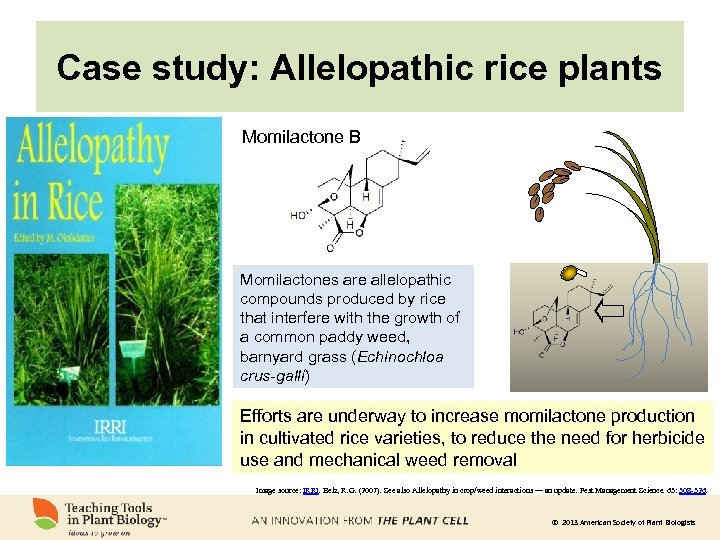 Case study: Allelopathic rice plants Momilactone B Momilactones are allelopathic compounds produced by rice