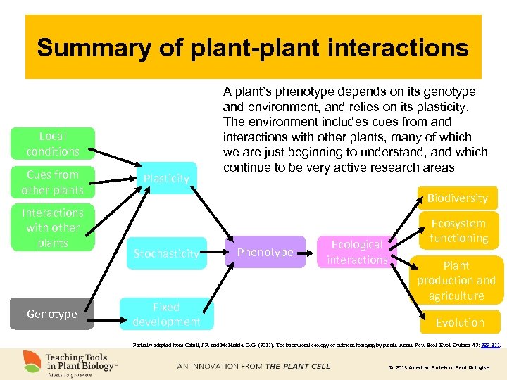 Summary of plant-plant interactions Local conditions Cues from other plants Interactions with other plants