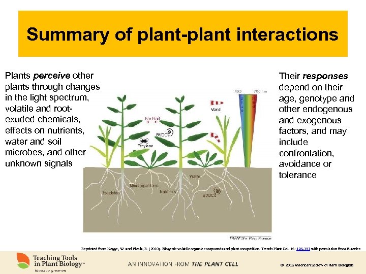 Summary of plant-plant interactions Plants perceive other plants through changes in the light spectrum,