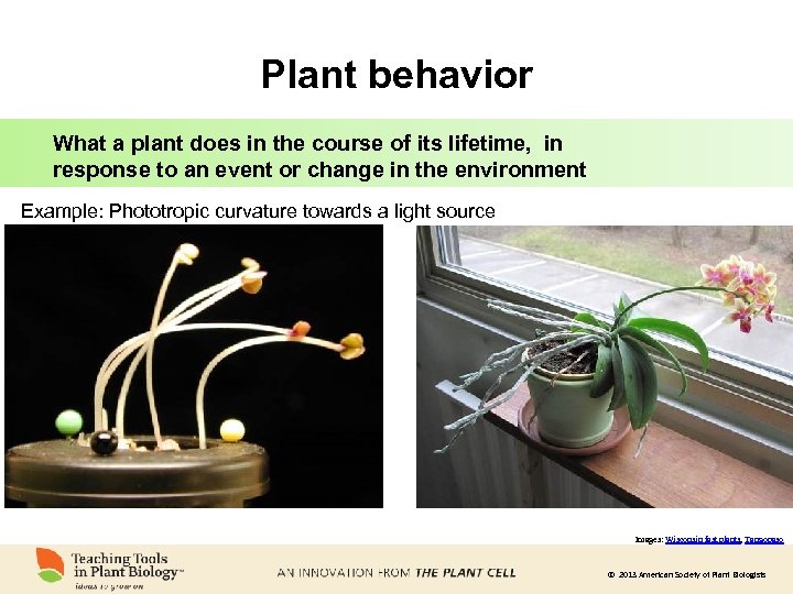 Plant behavior What a plant does in the course of its lifetime, in response