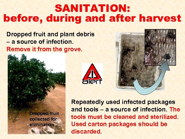 SANITATION: before, during and after harvest Dropped fruit and plant debris – a source