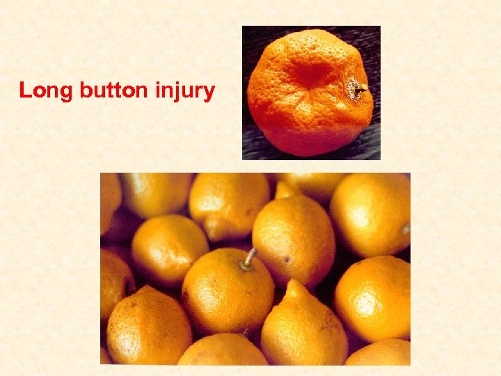 Long button injury 