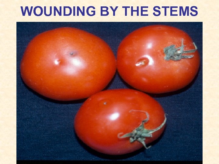 WOUNDING BY THE STEMS 