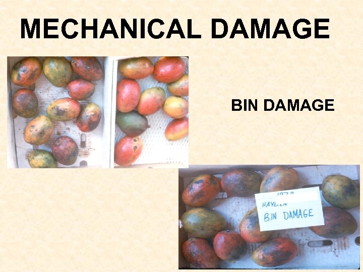 MECHANICAL DAMAGE BIN DAMAGE 