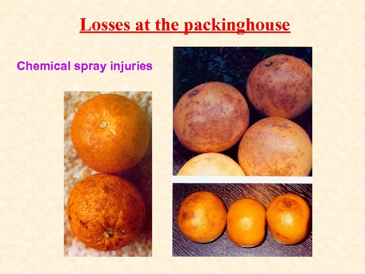 Losses at the packinghouse Chemical spray injuries 