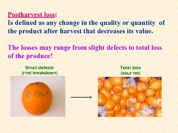 Postharvest Losses Of Fruits And Vegetables Yoram Fuchs