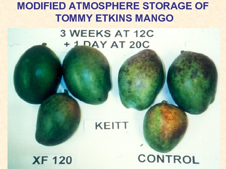 MODIFIED ATMOSPHERE STORAGE OF TOMMY ETKINS MANGO 